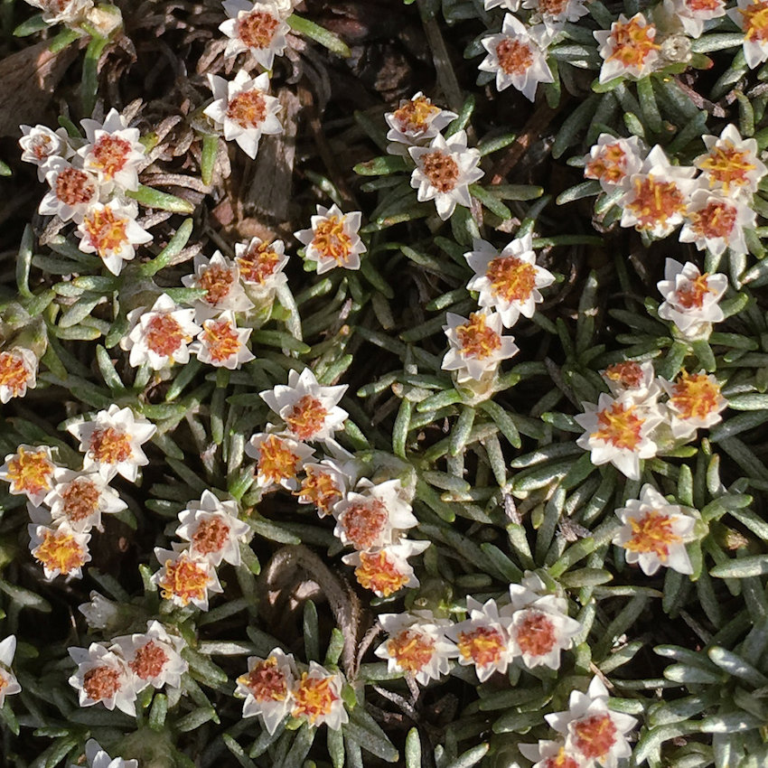 Helichrysum caespititium